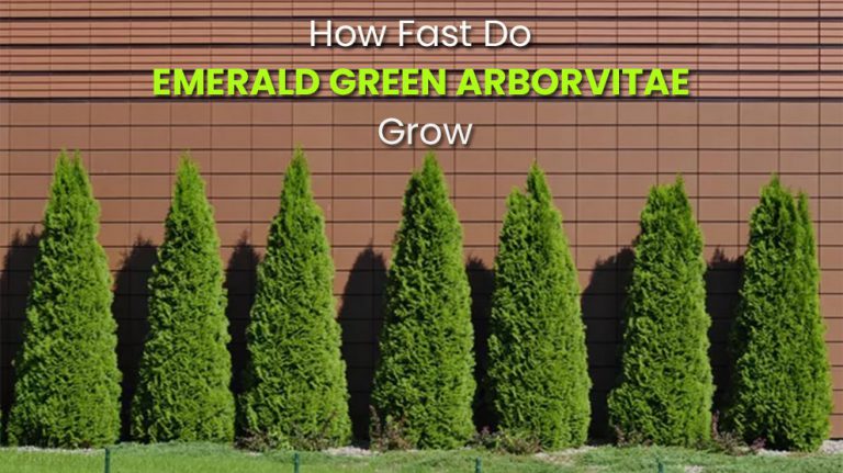 How Fast Do Emerald Green Arborvitae Grow 768x431 