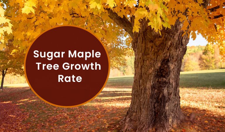 do sugar maple trees grow in chelan county syrup