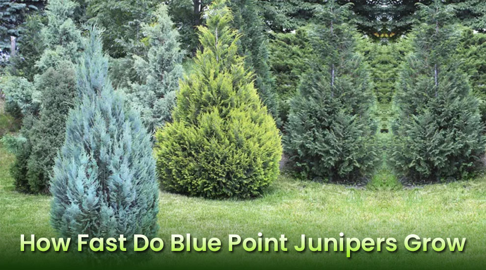 blue point juniper
