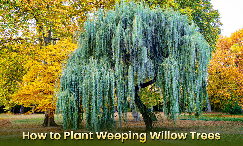 How To Plant Weeping Willow Trees From Cuttings And Branches