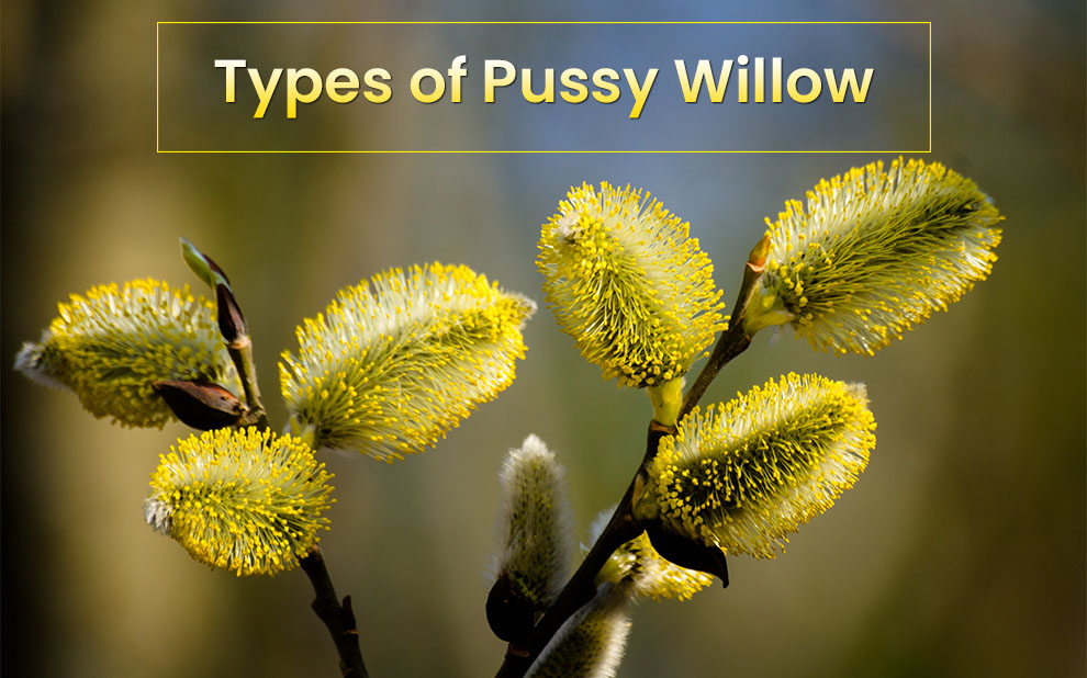 Types Of Pussy Willow Trees Easy Going Simple To Grow My Xxx Hot Girl