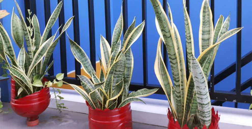 Do Snake Plants Bloom? (Rare Flowers and Their Growing Condition ...