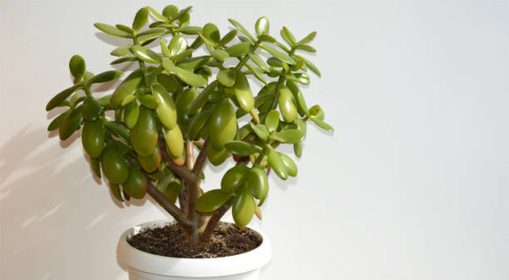 Jade Plant Leaves Turning Yellow & Falling Off - Possible Causes ...