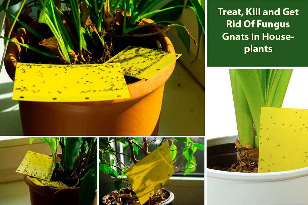 How to get rid of gnats in houseplants - Reviewed