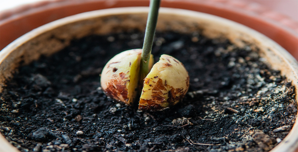 How Long Does It Take An Avocado Seed To Sprout? - EmbraceGardening