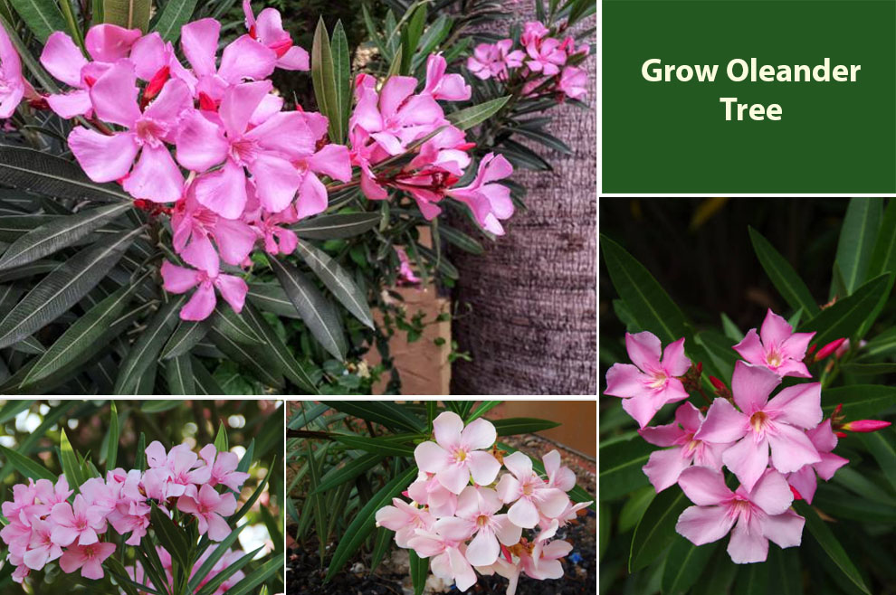 How Fast Is Nerium Oleander Tree Growth Rate? - EmbraceGardening