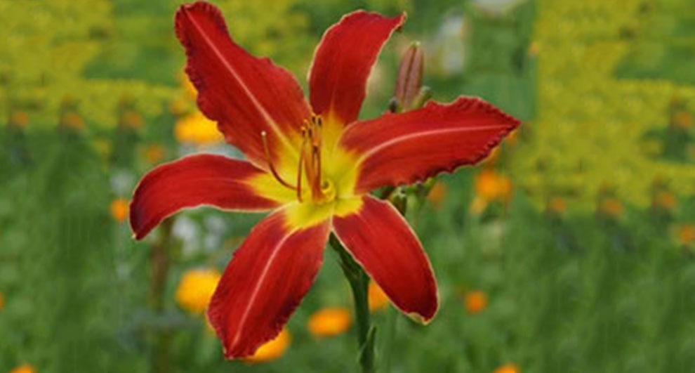 Different Types of Daylilies Varieties & Cultivars To Grow ...