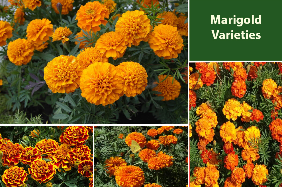 Different Types of Marigold Varieties - EmbraceGardening