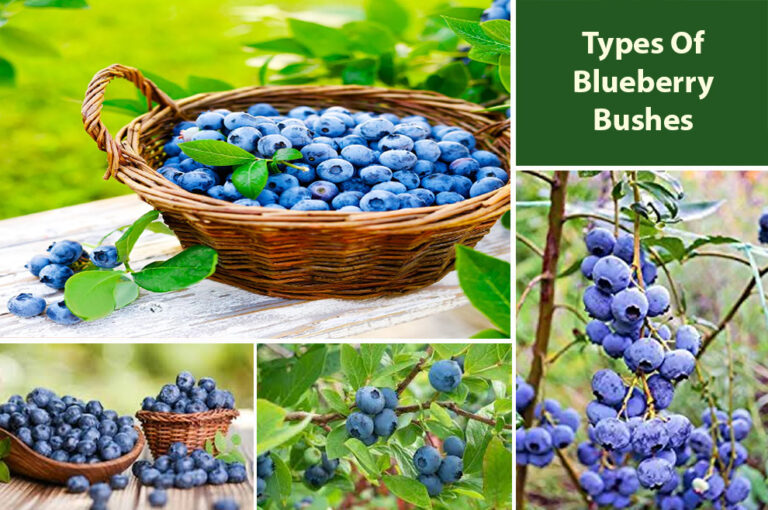 Different Types Of Blueberry Bushes Varieties - EmbraceGardening