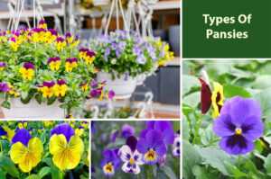 Different Types Of Pansies Varieties - EmbraceGardening